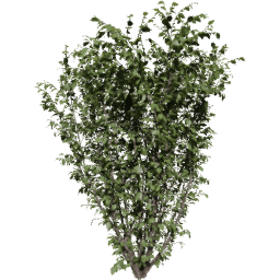 Corylus avellana D spring summer