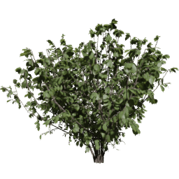 Corylus avellana F spring summer