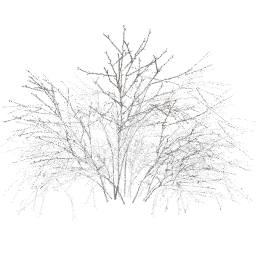 Crataegus laevigata A winter