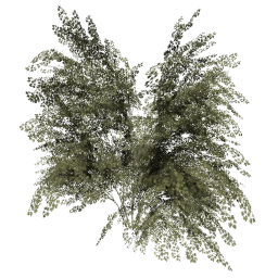 Crataegus laevigata D summer