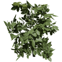 Fagus sylvatica A summer