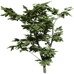 Fagus sylvatica C summer