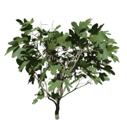 Ficus carica A summer