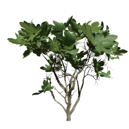 Ficus carica B summer