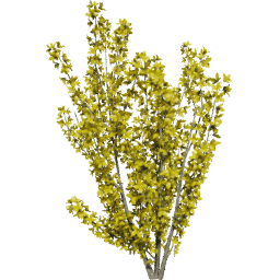 Forsythia intermedia A spring summer