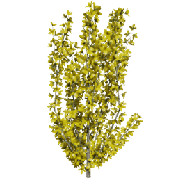 Forsythia intermedia C spring summer