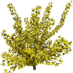 Forsythia intermedia D spring summer