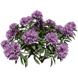 Rhododendron ponticum A spring summer