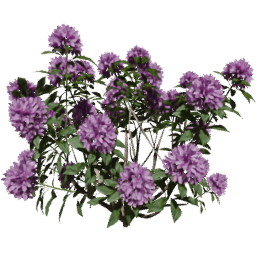 Rhododendron ponticum B spring summer