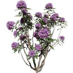 Rhododendron ponticum C spring summer
