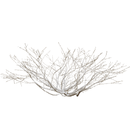 Rhus Aromatica A winter