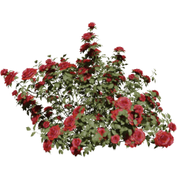 Rosa gallica B spring summer autumn