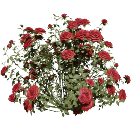 Rosa gallica D spring summer autumn