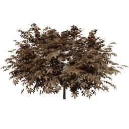 Sambucus nigra A autumn