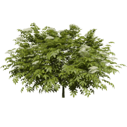 Sambucus nigra A spring