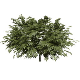 Sambucus nigra A summer