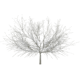Sambucus nigra A winter