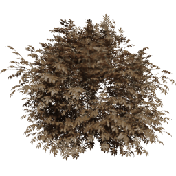Sambucus nigra B autumn