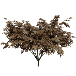 Sambucus nigra C autumn