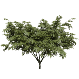 Sambucus nigra C summer