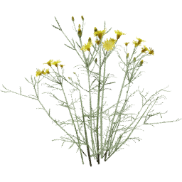 Senecio flaccidus A spring summer