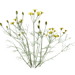 Senecio flaccidus C spring summer