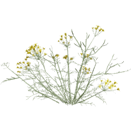 Senecio flaccidus D spring summer