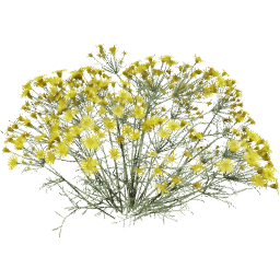 Senecio flaccidus F spring summer