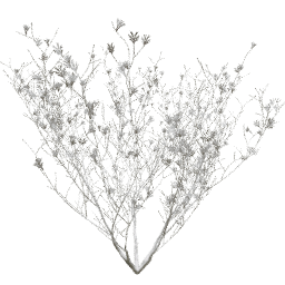 Syringa vulgaris A winter