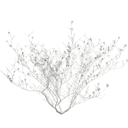 Syringa vulgaris B winter