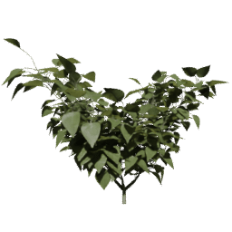 Syringa vulgaris C spring summer autumn