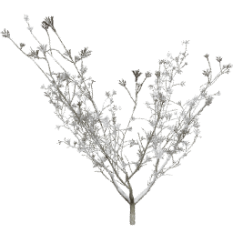 Syringa vulgaris C winter