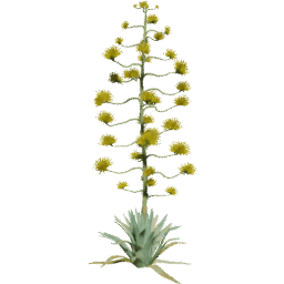 Agave americana A spring