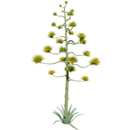 Agave americana B spring