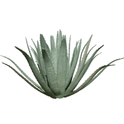 Agave americana C summer