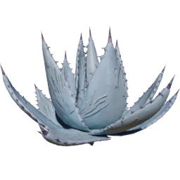Agave parryi A spring summer autumn