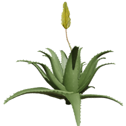 Aloe vera A spring