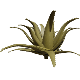 Aloe vera A summer autumn