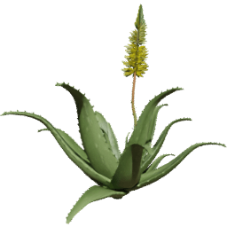 Aloe vera B spring