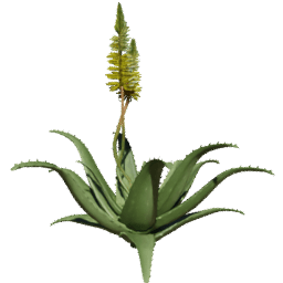 Aloe vera C spring