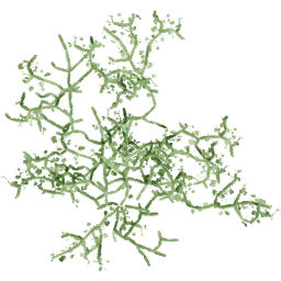 Cissus quadrangularis A spring