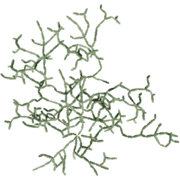 Cissus quadrangularis A summer