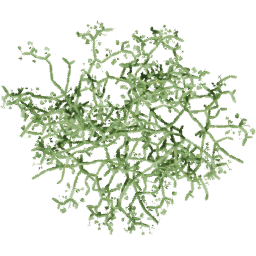 Cissus quadrangularis B spring