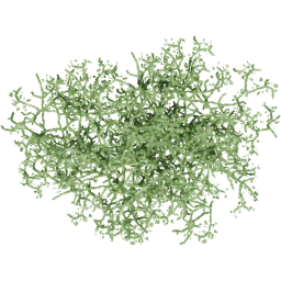 Cissus quadrangularis F spring