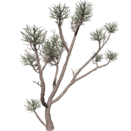 Euphorbia tirucalli A spring summer autumn