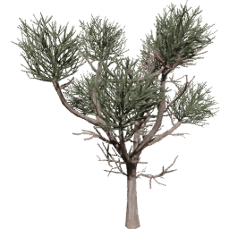 Euphorbia tirucalli B spring summer autumn