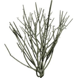 Euphorbia tirucalli C spring summer autumn