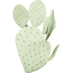 Opuntia humifusa B summer