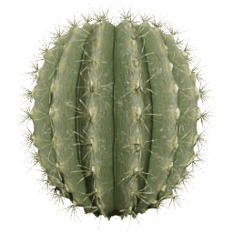 Parodia magnifica A spring summer