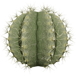 Parodia magnifica B spring summer